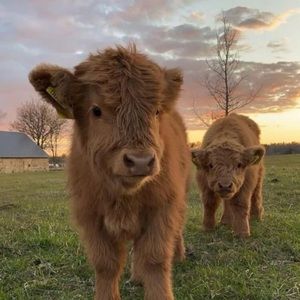 Meet your Posher, Priscilla